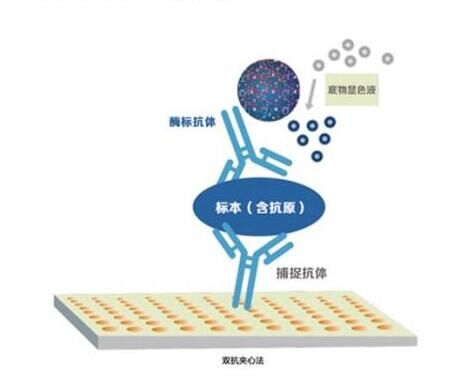 大鼠高灵敏度促甲状腺激素试剂盒