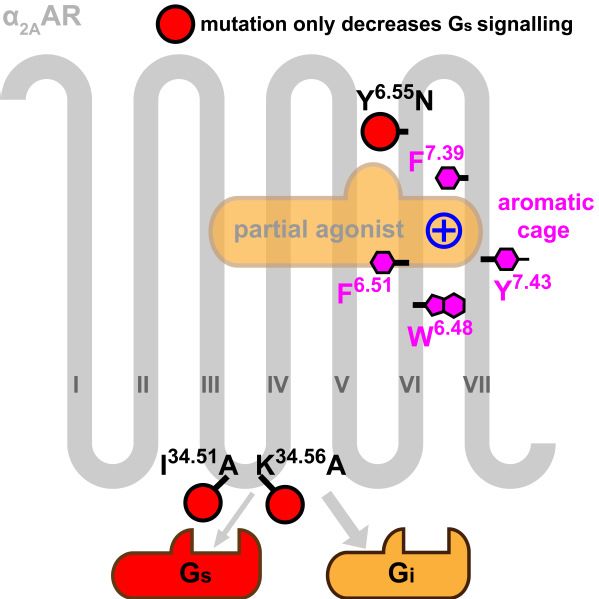 Cell Reports | 阐释 Epinephrine 受体的多样性和配体的选择性——α2 型受体晶体结构解析