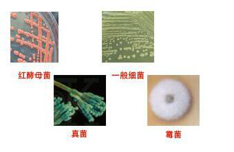 膝形假单胞菌培养