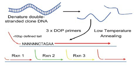 2019-nCoV科研S/N/ORF1ab-N基因质粒
