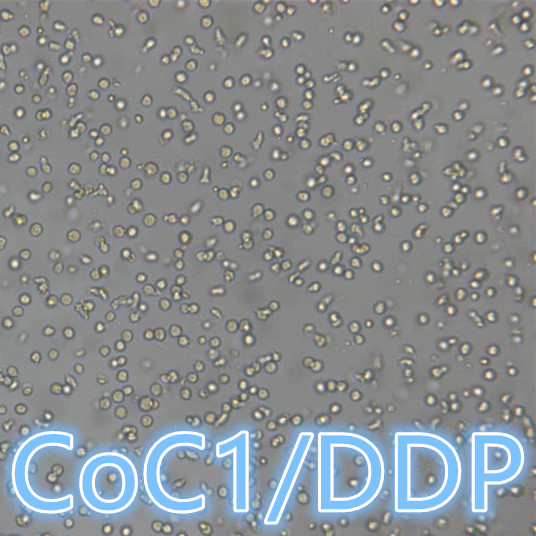 CoC1/DDP细胞 | CoC1/DDP人卵巢癌细胞CoC1顺铂耐药亚株