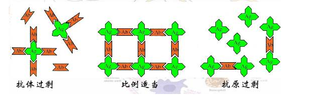 高品质植物赤霉素抗体试剂盒