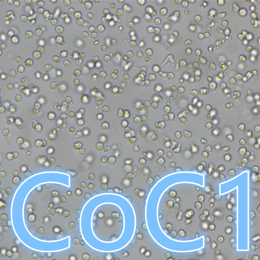 CoC1 / CoC1细胞 / CoC1人卵巢癌细胞