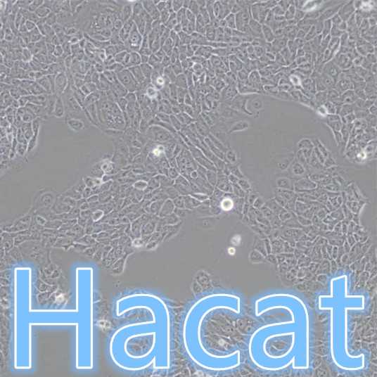 Hacat Hacat细胞 Hacat人永生化角质形成细胞 价格 厂家 供应商 武汉益普生物科技有限公司 丁香通