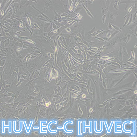 HUV-EC-C [HUVEC]人脐静脉血管内皮细胞