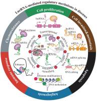 Human Cancer LncRNA PCR 芯片