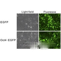 稳定细胞株筛选