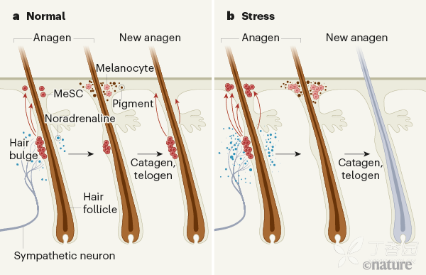 stem cells (mescs) are located in the bulge of the hair follicle