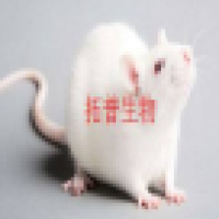白内障动物模型