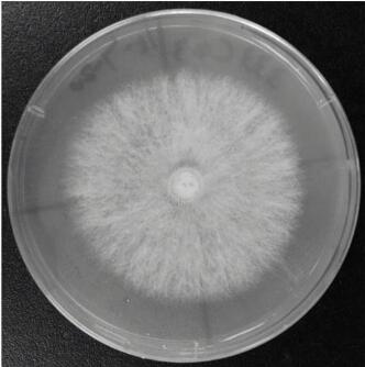 海迪茨氏菌说明书