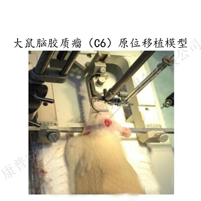 大鼠腦膠質瘤（C6）原位移植模型