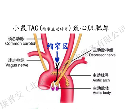 小鼠TAC(縮窄主動脈弓)致心肌肥厚模型