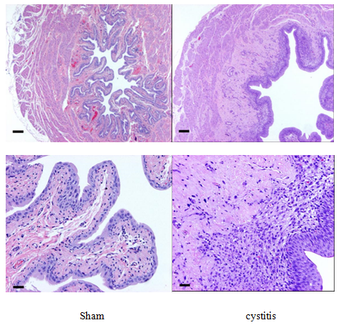 膀胱炎动物模型