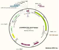 质粒DNA制备定制服务供应-----远慕生物