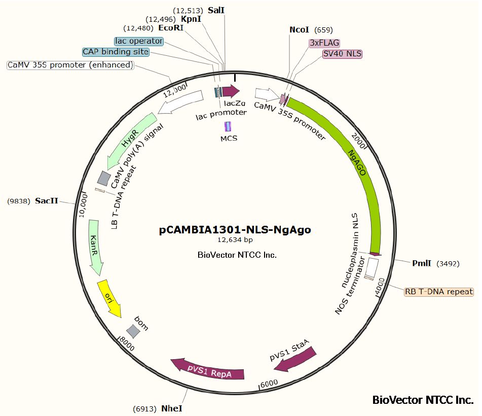 质粒DNA制备定制服务供应