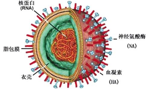 近年来,流感病毒(ifv,  结构示意图1)已被用作包膜病毒的原型来研究