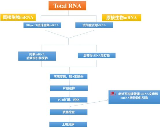 mrna-seq建库流程图