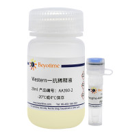 Phospho-AMPKα(Thr172)抗体(兔单抗)