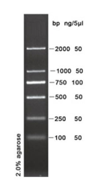 DL2000 DNA Ladder (100-2000bp)