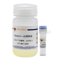 AIF抗体(兔多抗)