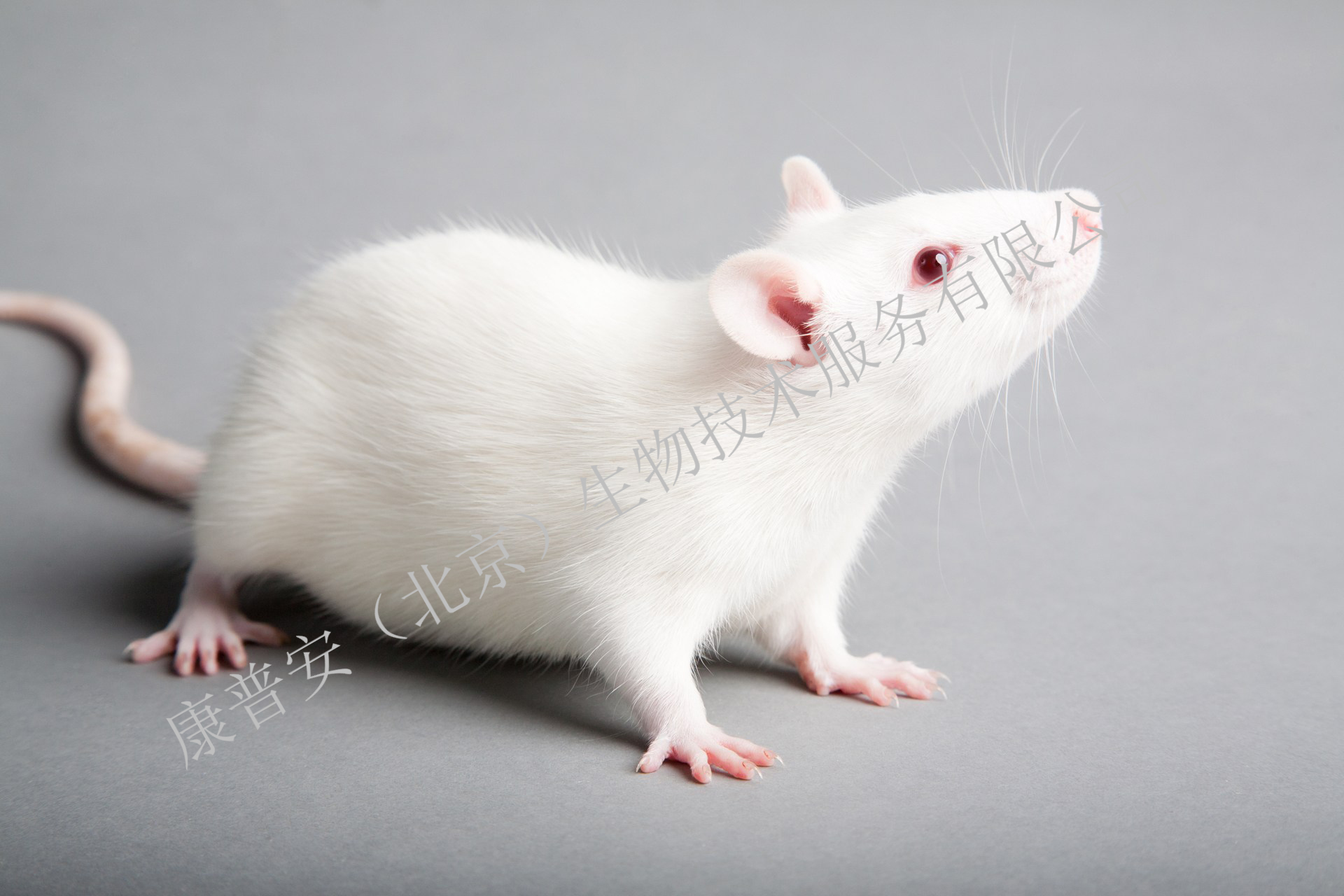 骨质疏松大鼠、小鼠动物模型