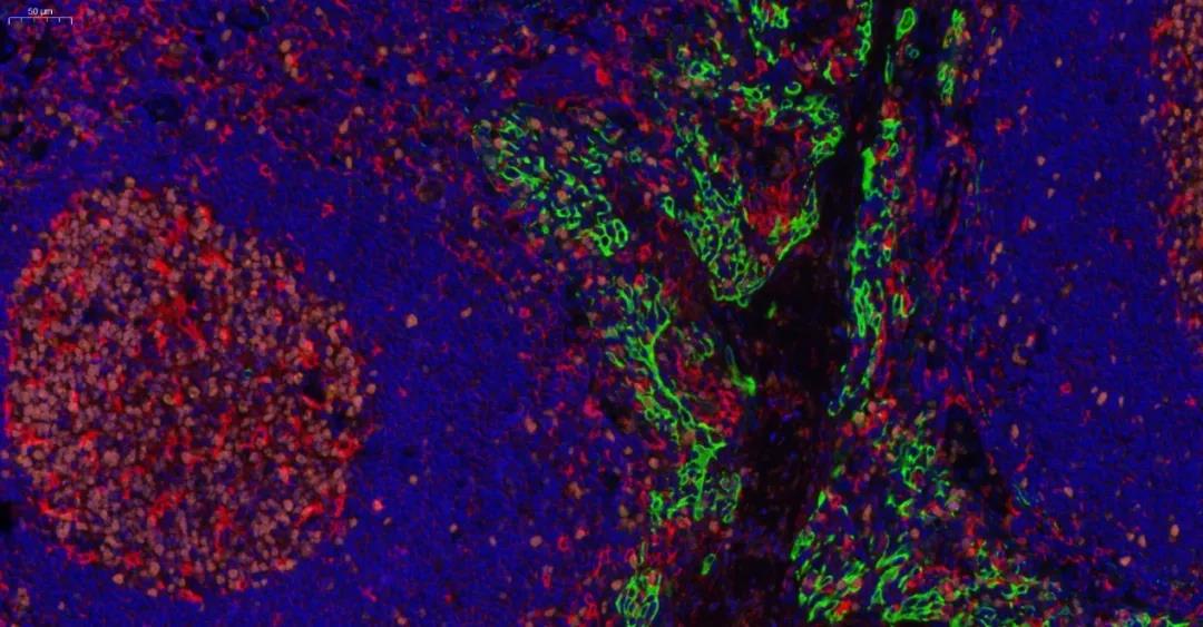 索莱宝全信息数字化切片扫描服务,为您的实验保驾护航!