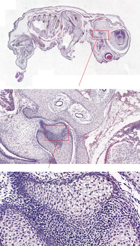 索莱宝全信息数字化切片扫描服务,为您的实验保驾护航!