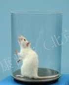 小鼠扭體動物模型 鎮痛藥效評價