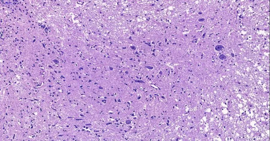 索莱宝全信息数字化切片扫描服务,为您的实验保驾护航!