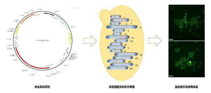 Burkholderiaxenovorans说明书