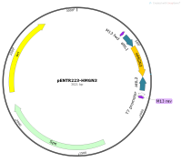 任意质粒载体构建定制-----@乔羽生物