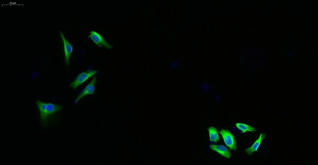 索莱宝全信息数字化切片扫描服务,为您的实验保驾护航!