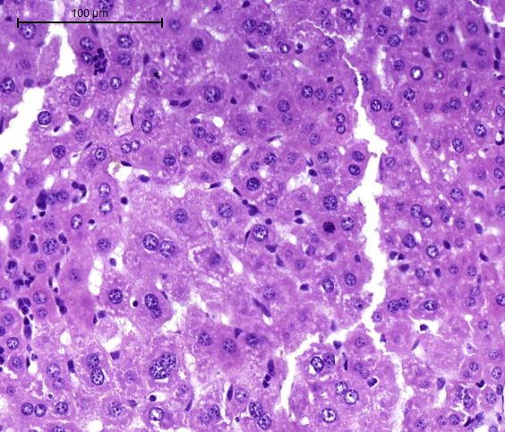 索莱宝全信息数字化切片扫描服务,为您的实验保驾护航!