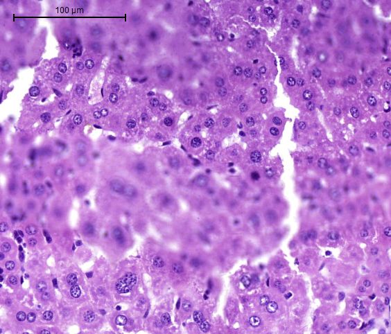 索莱宝全信息数字化切片扫描服务，为您的实验保驾护航！