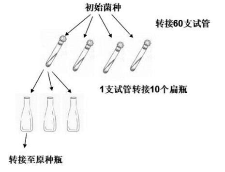 碱湖迪茨氏菌说明书