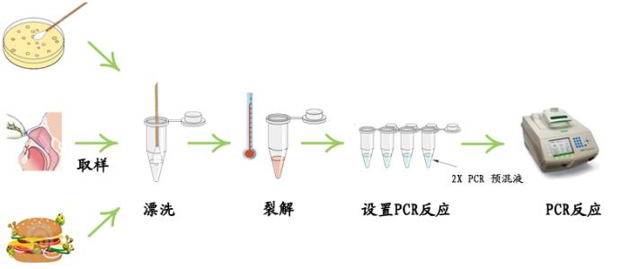 锦鲤疱疹病毒（KHV）核酸检测试剂盒（PCR-荧光探针法）说明书
