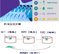 溶藻弧菌核酸检测试剂盒（PCR-荧光探针法）直销