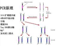 对虾杆状病毒(BP)核酸检测试剂盒(PCR-荧光探针法)售后