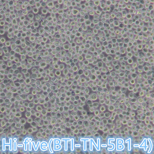 Hi-five(BTI-TN-5B1-4)细胞 / Hi-five(BTI-TN-5B1-4)昆虫细胞