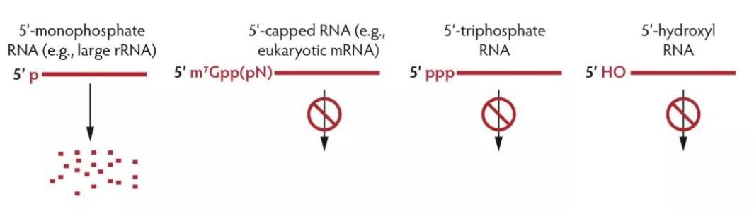 二代测序建库流程关键酶
