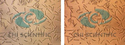 成年大、小鼠心肌细胞功能及研究现状