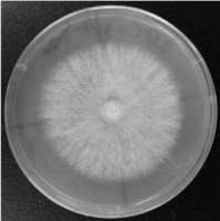 大肠埃希氏菌DH5a/phA3G-E259Q培养