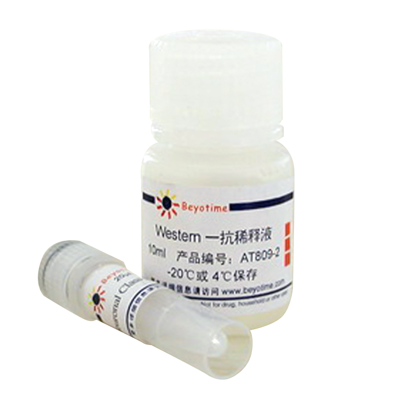 Nestin抗体(小鼠单抗)