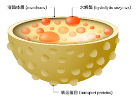 溶酶体探针（LysoTracker & LysoSensor）