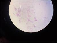 根瘤菌(非豆科共生)说明书