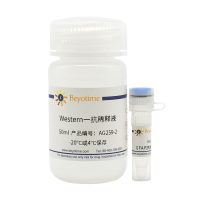 GFAP抗体(小鼠单抗)