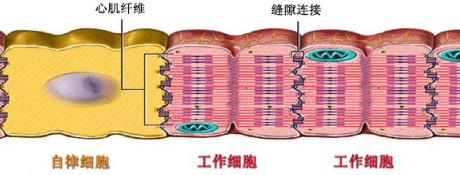成年大、小鼠心肌细胞功能及研究现状