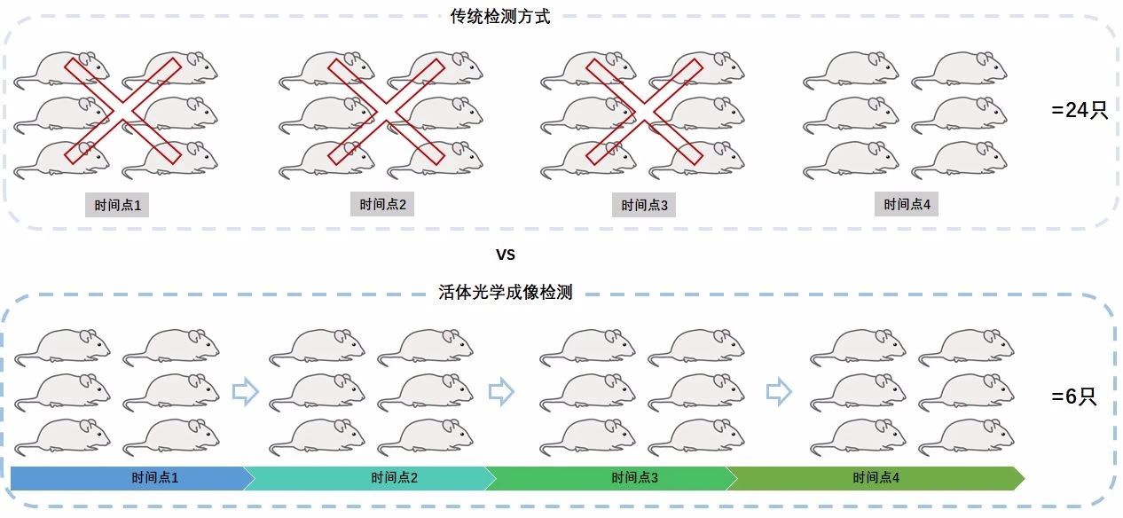 小鼠大用处 | 荧光素酶报告基因小鼠
