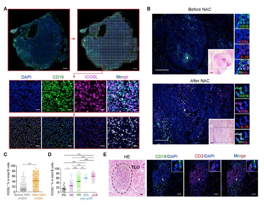 Cell | 南模助力揭示补体调控肿瘤B细胞双向作用的机制