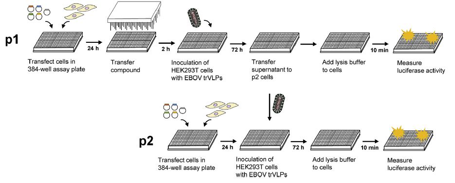 加速抗病毒药物高通量筛选，我们提供的不仅仅是实验方案